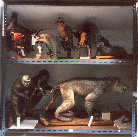 Richard Ross - Museo de Ciencias, 1993