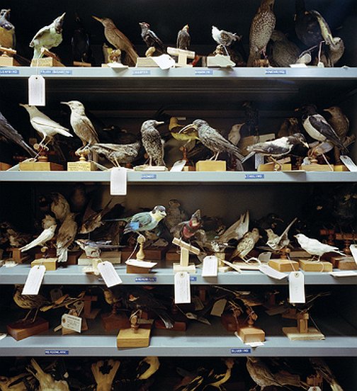 Booth Bird Museum, 1986