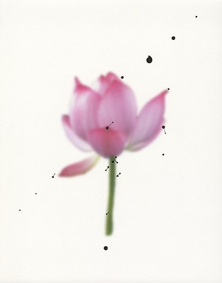 Shen Wei , Untiteld (Crying Lotus), 2013, Ink on Archival Inkjetprint, 11 x 14 inches
