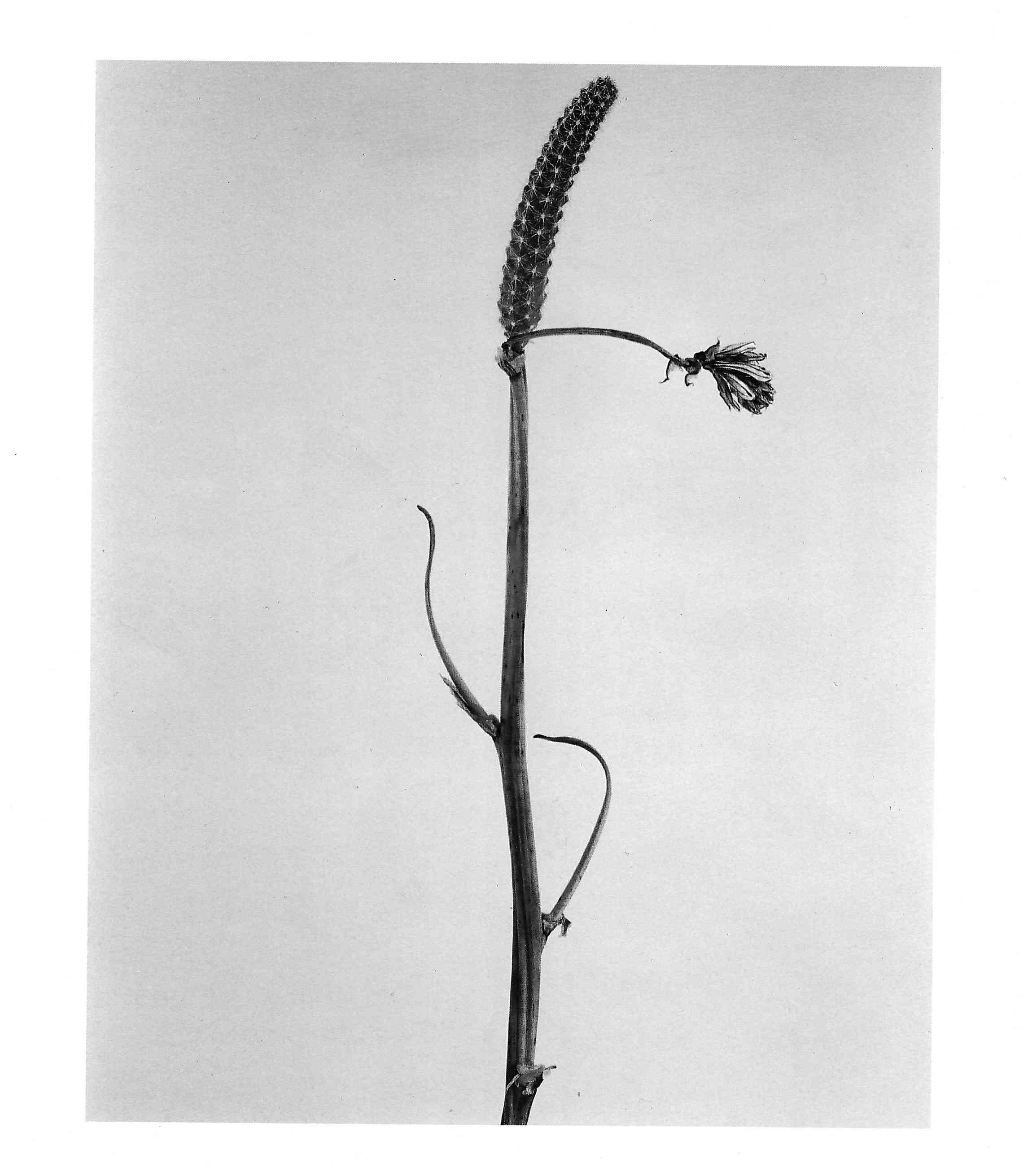 Joan Fontcuberta Herbarium