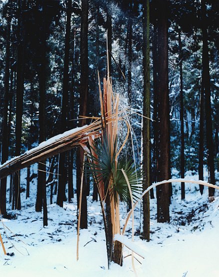 Sugasekkazu, 2008, c-print, 51 x 43 cm