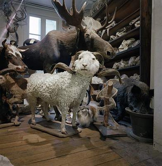 Deyrolle Taxidermy, 1986