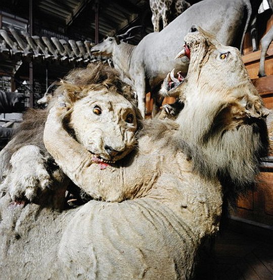 Museum National D’Historie Naturelle, Paris, 1982