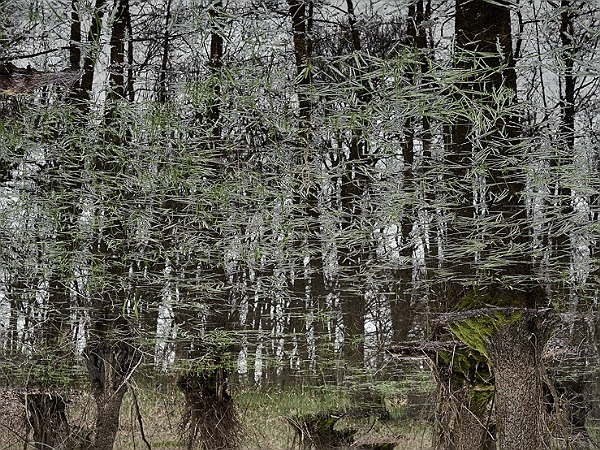 Ohne Titel, aus der Serie: Shelters, 2016